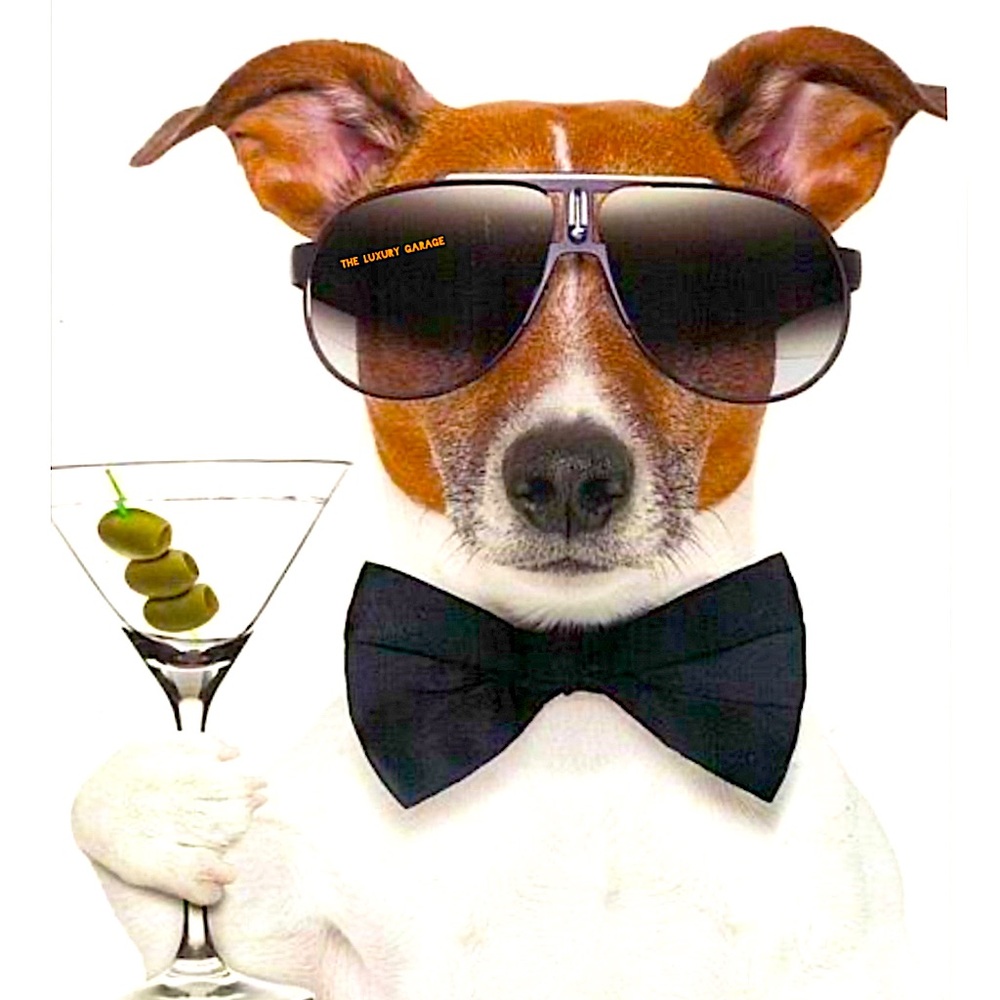 Dog Gone It  You Missed It 🍸